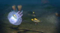 Screenshot for Endless Ocean 2: Adventures of the Deep - click to enlarge